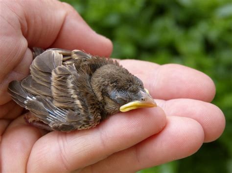 It felt powerful, like it was ready to burst out of my hand at any second. I worked quickly, attaching a postage-stamp-sized data logger to the bird’s back using a tiny harness, and let the bird go. Its scimitar …